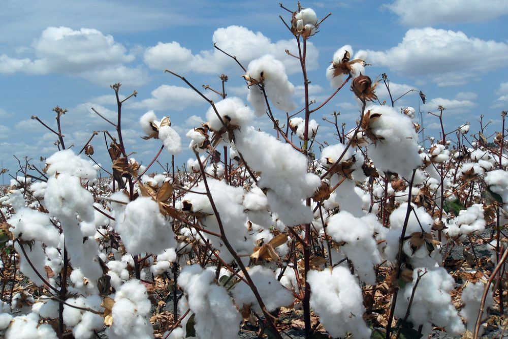 Sợi bông - nguyên liệu sản xuất vải cotton