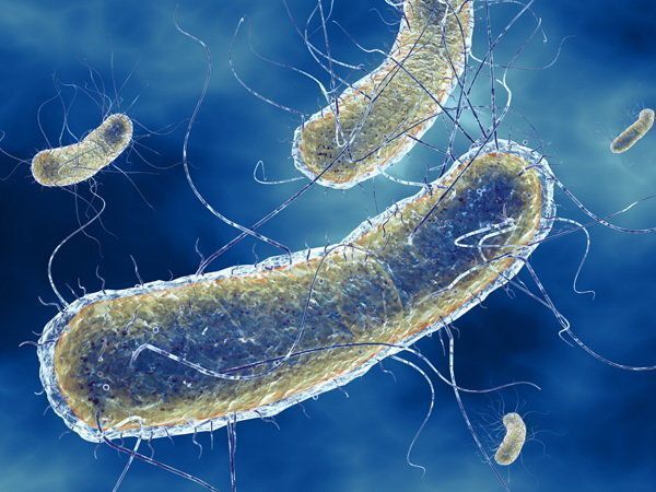 Vi khuẩn E.coli