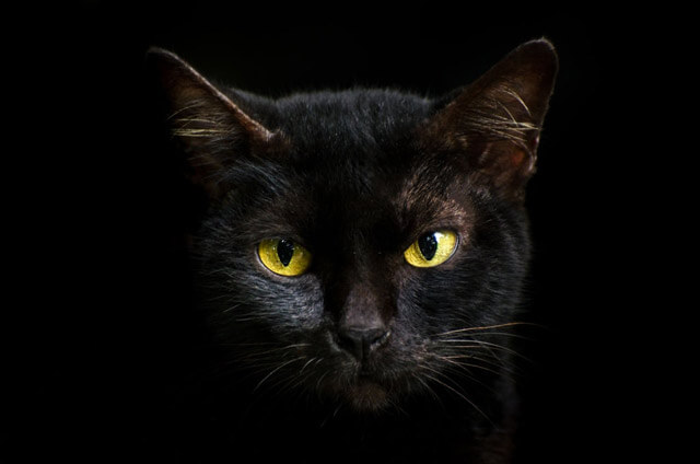Tránh gặp mèo đen