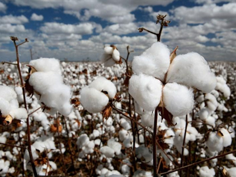Vải cotton được sản xuất từ nguyên liệu chính là cây bông